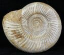 Perisphinctes Ammonite - Jurassic #31757-1